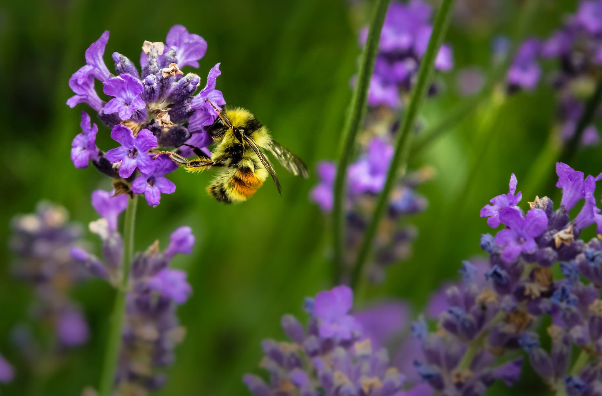 Healthier Bees